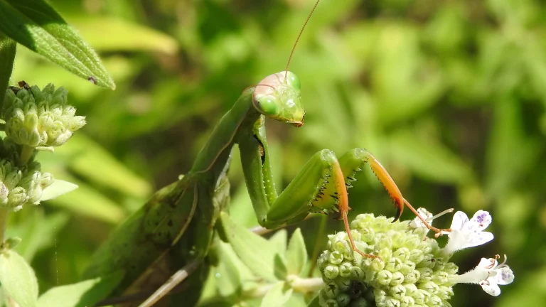 The Fascinating World of Mantises