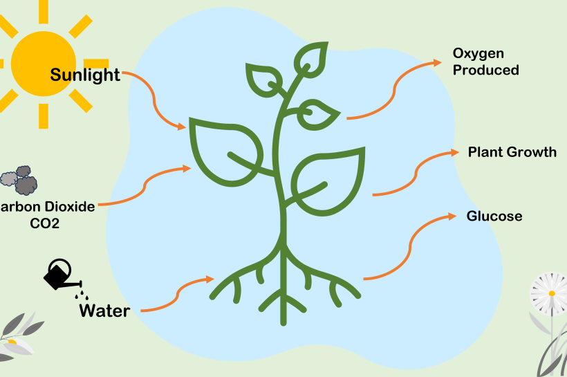 Photosynthesis and Plant Biology – The Foundation of Life on Earth