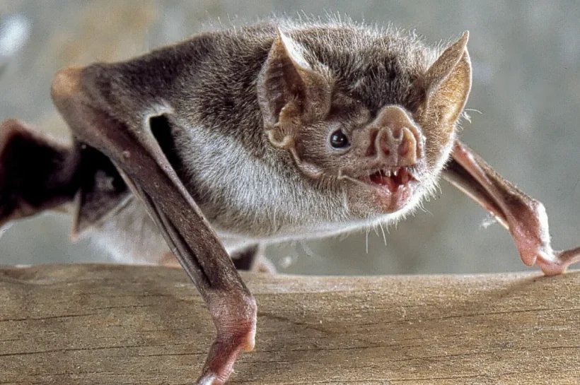 Bats – A Fascinating Creature of the Animal Kingdom