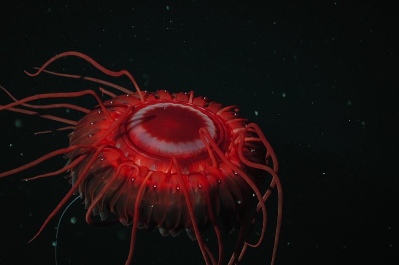 The Mesmerizing Glow of the Atolla Jellyfish