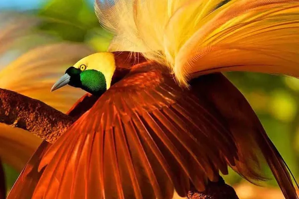 The Majestic Cendrawasih Bird, Indonesia’s Living Jewel of the Forest