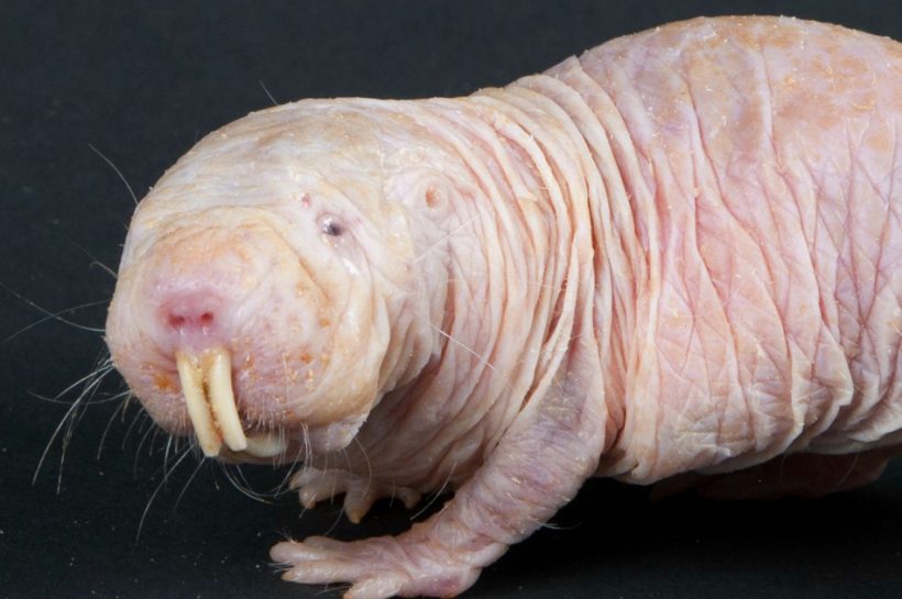 The Remarkable Adaptations of the Naked Mole-Rat