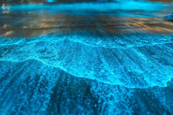 The Science of Bioluminescence, Nature’s Living Lights