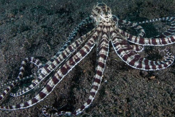 The Mimic Octopus, Nature’s Master of Disguise in the Deep Sea