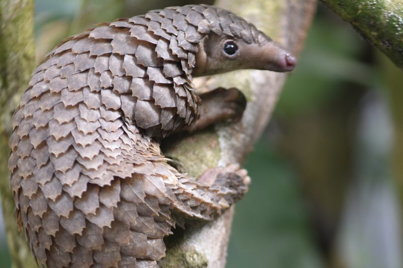 The Pangolin, Nature’s Armored Insectivore on the Brink of Disappearance