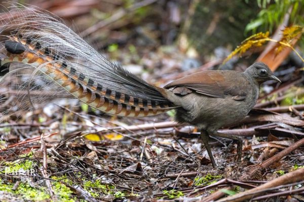 Lyrebird: Nature’s Master of Sound Mimicry