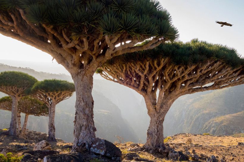 Socotra Island: The Alien Landscape of Earth